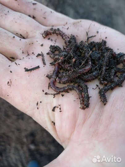 Червь калифорнийский