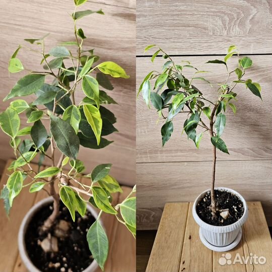 Фикус Бенжамина Регидан