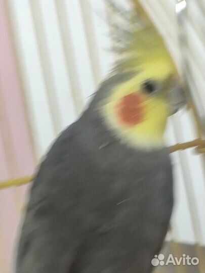Попугай корелла