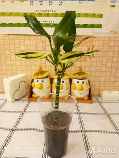 Драцена душистая