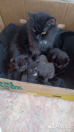 Вислоухие котята