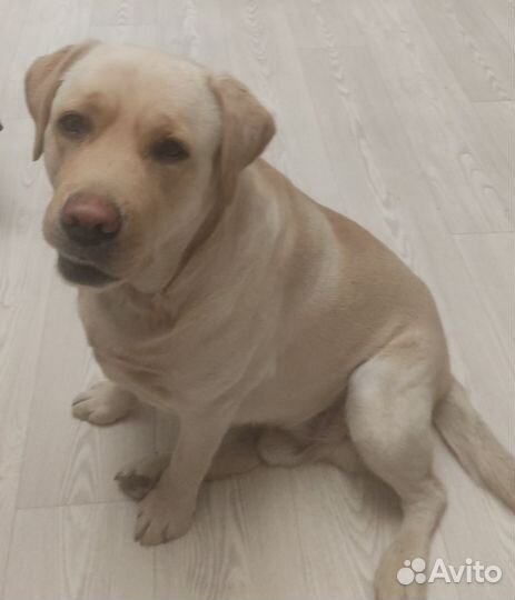 Отдам в добрые руки