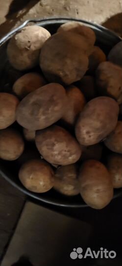 Продам картошку