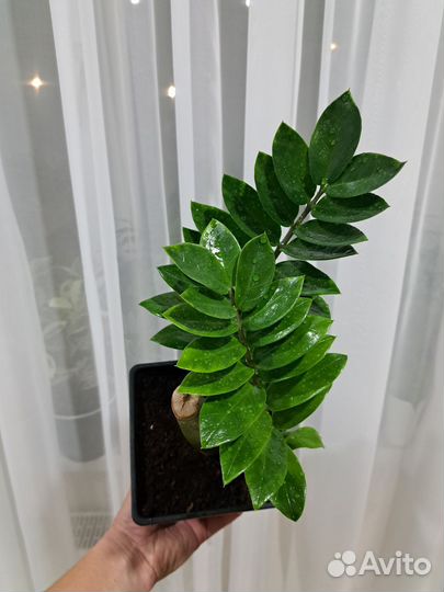 Замиокулькас