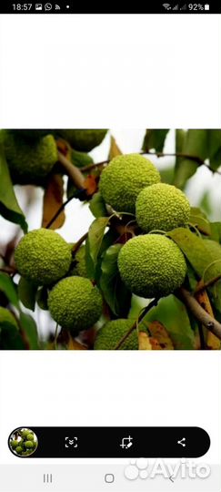 Маклюра адамово яблоко