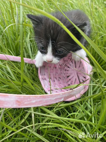 Котята ищут дом