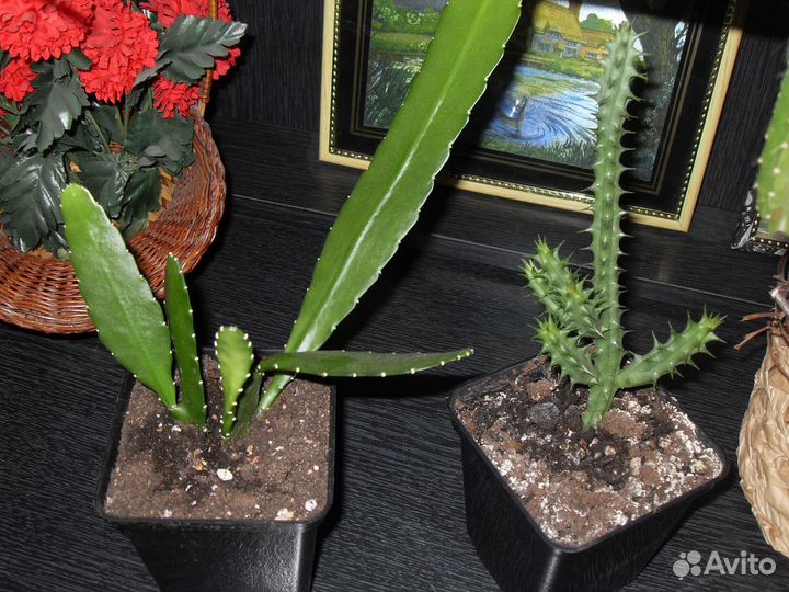 Суккуленты