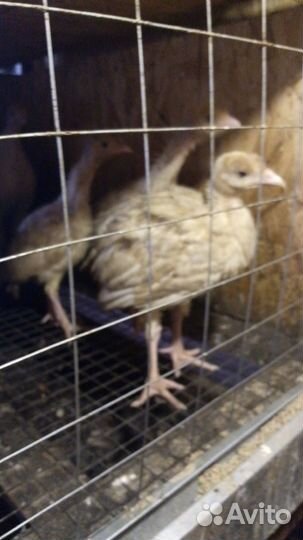 Цыплята бройлеры. Индюшата. Гусята