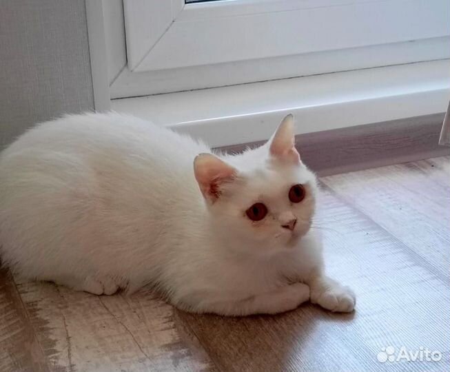 Белая кошка