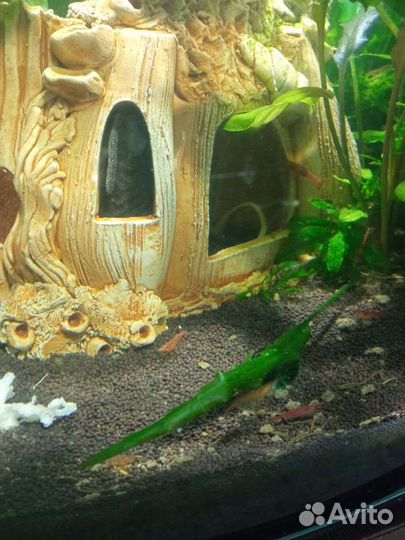 Аквариум радиусный