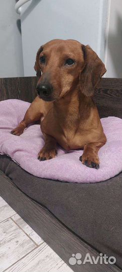 Такса Лаки ищет дом