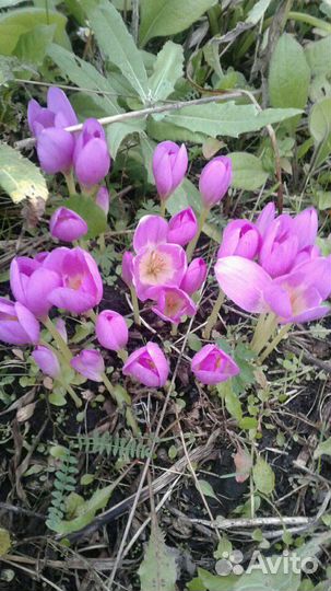 Цветы на посадку, безвременники, ирисы