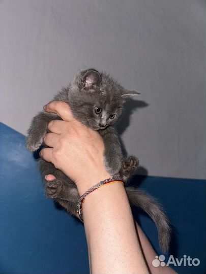 Котята кошки