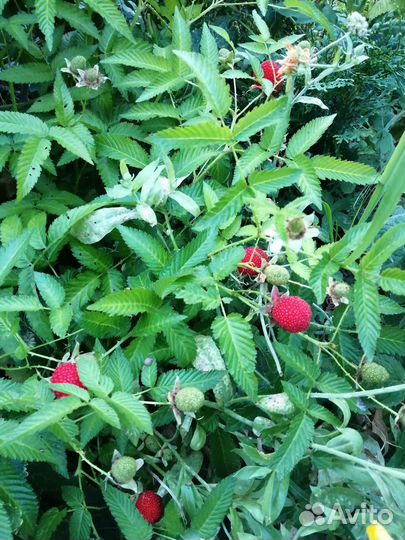 Садовые многолетние цветы