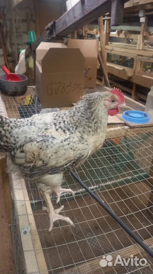 Молодые петушки