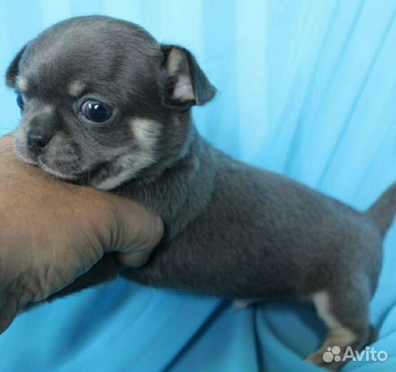 Чихуахуа голубой мальчик