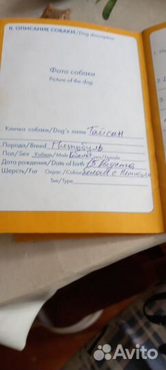 Собака в добрые руки