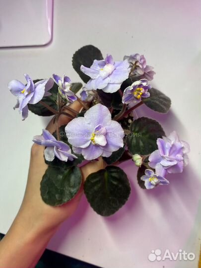 Цветущие Фиалки