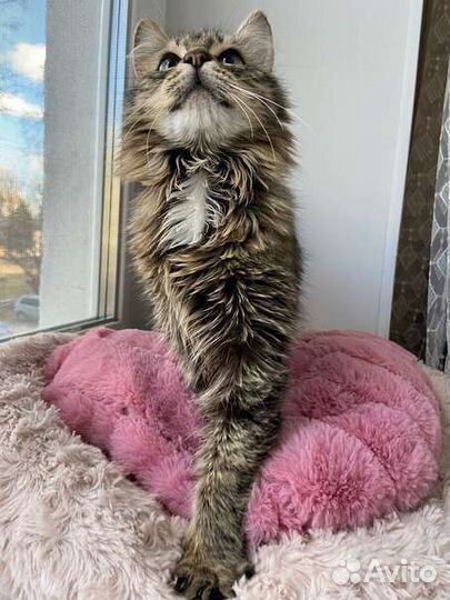 Кошка в добрые руки