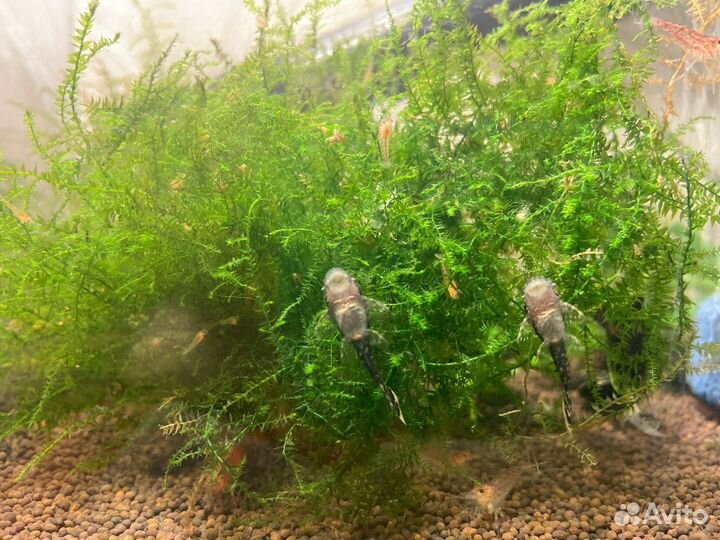 Анциструсы сомики