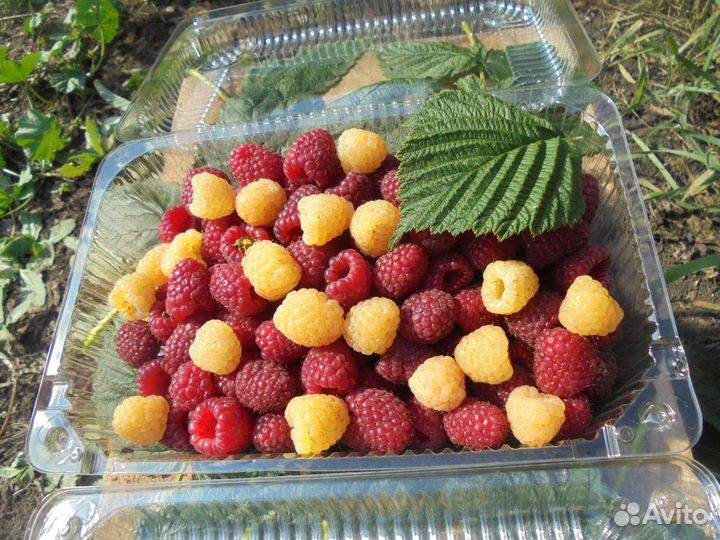 Малина ягода свежая