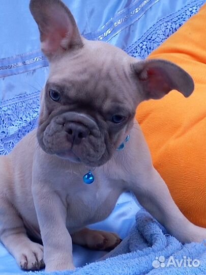 Французский бульдог