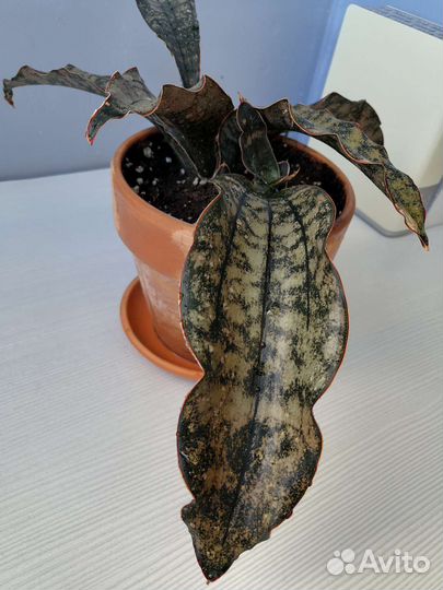 Банан, сансевиерия кирки braun