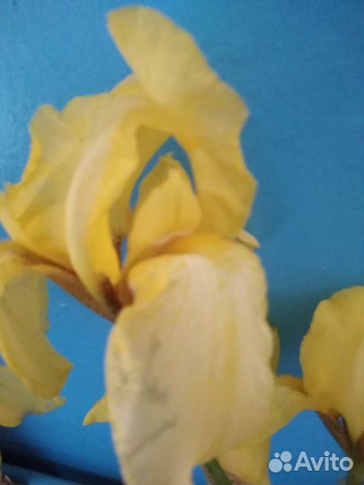 Ирис желтый, очень красивый