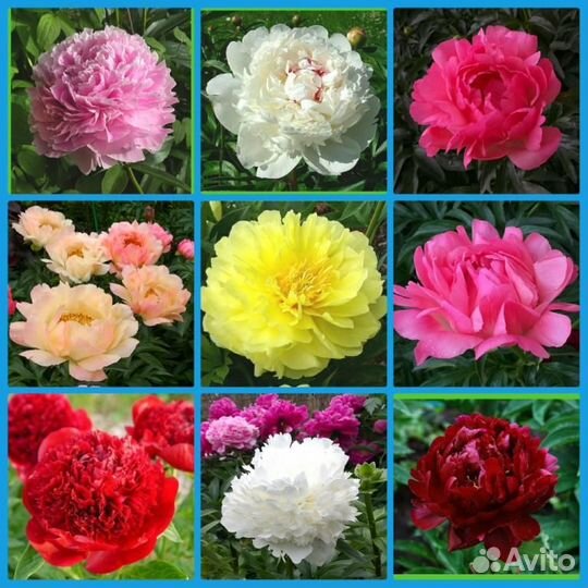 Коллекция миниатюрных мышиных хост