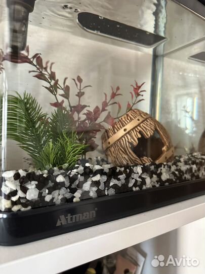 Стильный аквариум для рыбок со всех необходимым