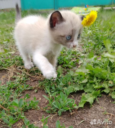 Кошка в дар бесплатно