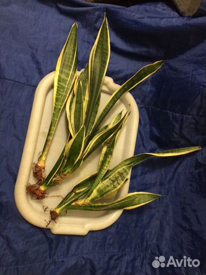 Сансевиерия Лоуренса