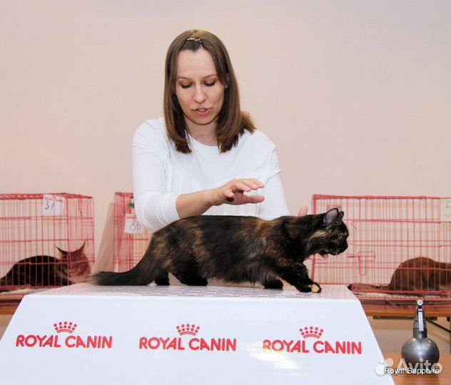 Клубная шотдандская кошечка в любящие руки