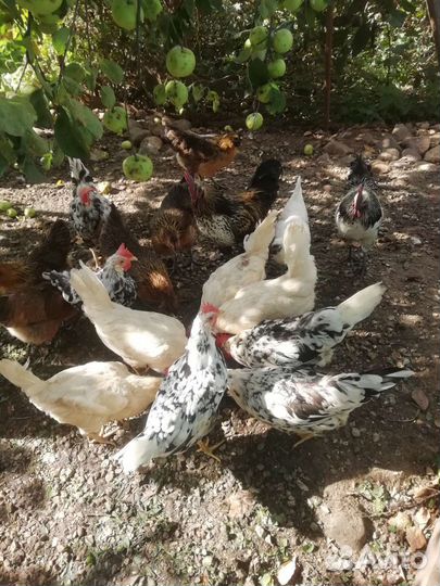 Куры леггорны разных пород