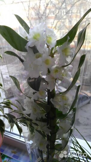 Орхидея дендробиум