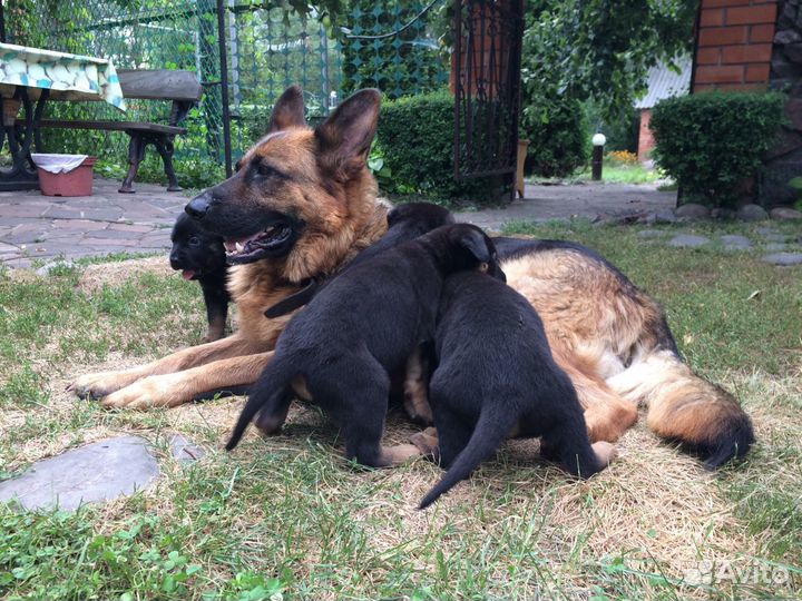 Кане корсо и овчарка