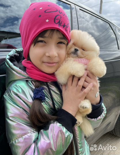 Кремовые шпицы померанцы медвежата