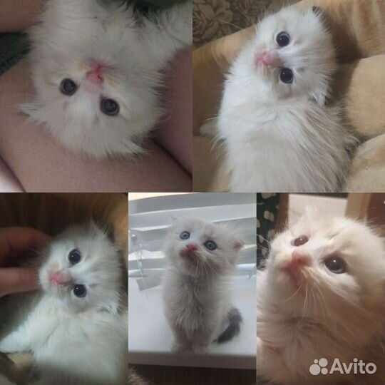 Шотландские котята