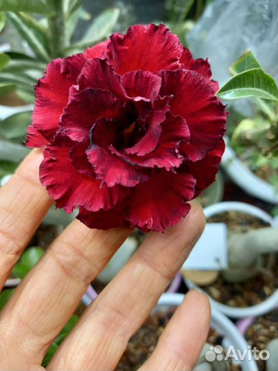 Черенки адениума