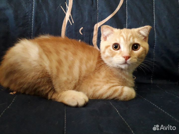 Рыжий котенок мальчик