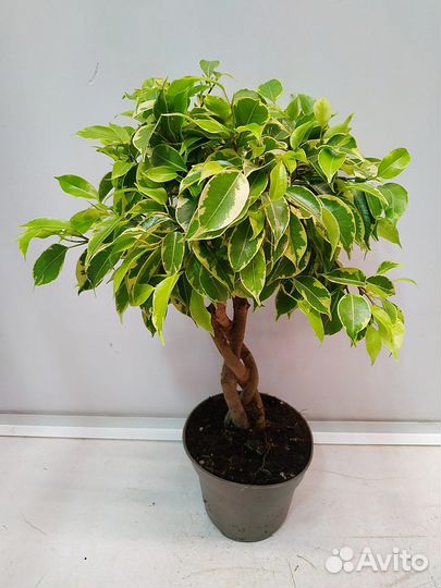 Фикус Бенджамина Кинки переплетенный