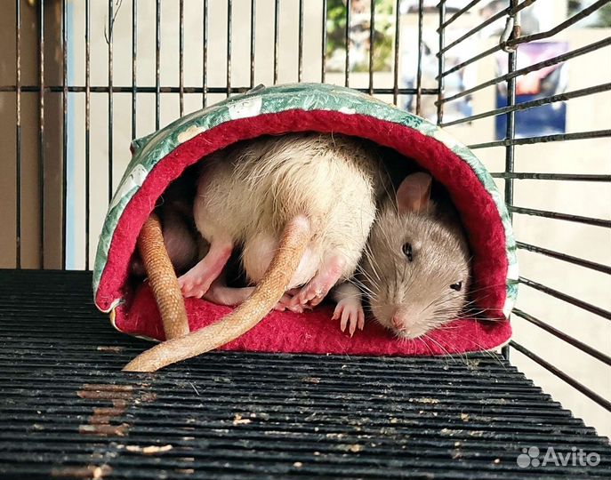 Домики для грызунов