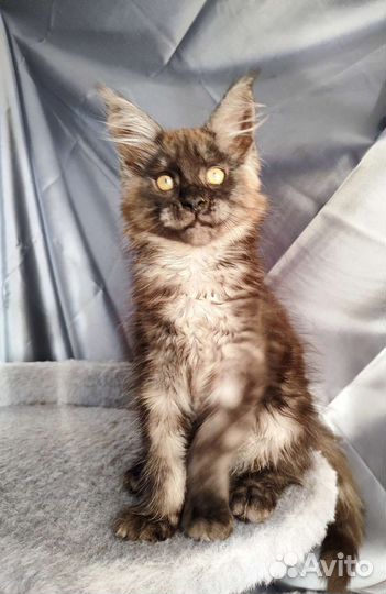 Котята мейн-кун