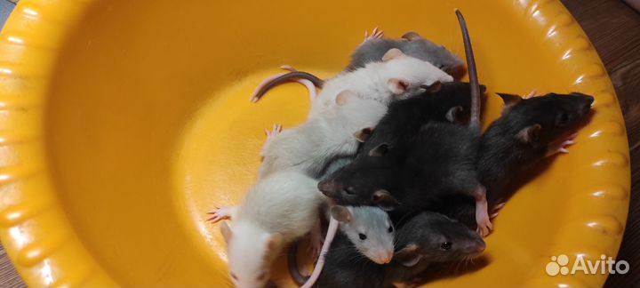 Крысята