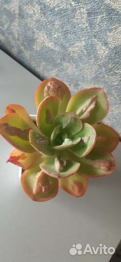 Кактусы и суккуленты