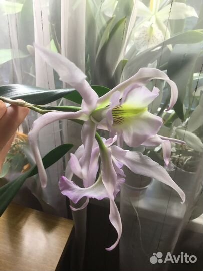 Каттлеи видовые, гибридные и др.орхидеи