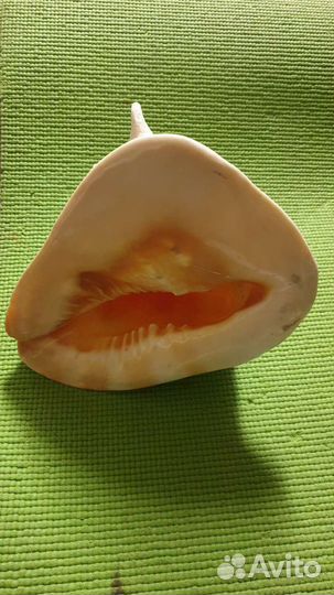 Ракушка большая