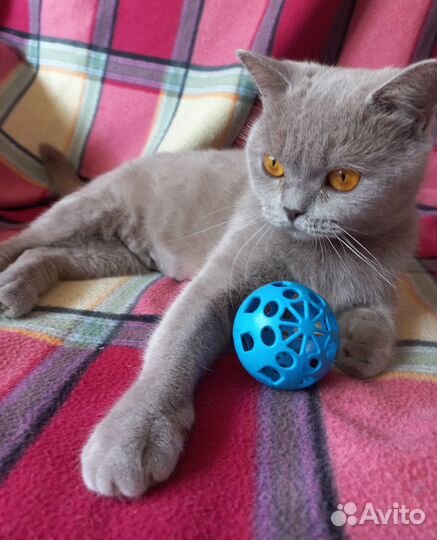 Кошечка стерилизованная