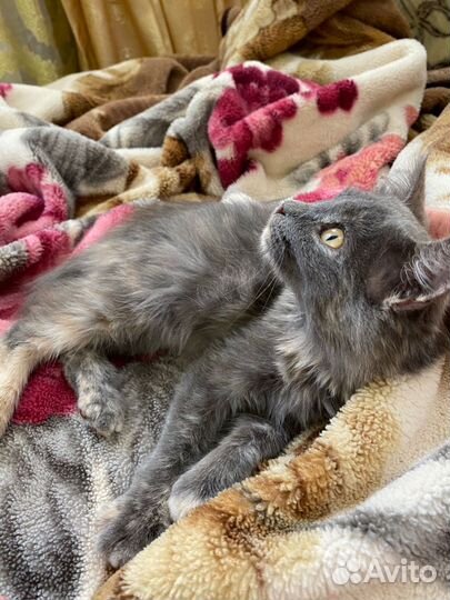 Котенок в добрые руки