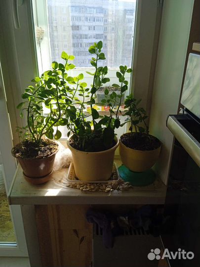 Комнатные растения цветы